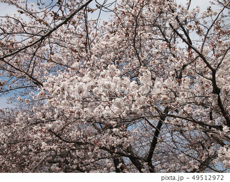 多摩川堤防の桜 多摩川堤防の桜 49512972