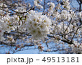 桜 49513181