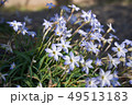 花 49513183