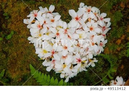 アブラギリ 花 フラワー 49513412