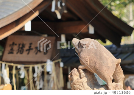 京都、護王神社の狛猪と手水舎 49513636