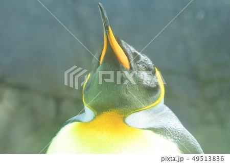 ペンギン ペンギン 49513836