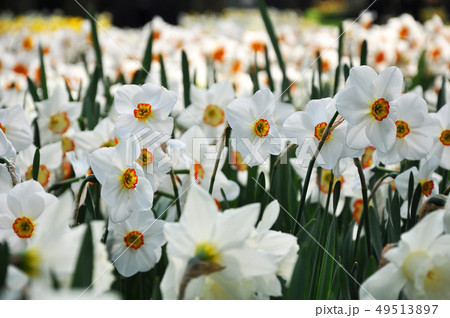 White narcissus in the field in May 49513897