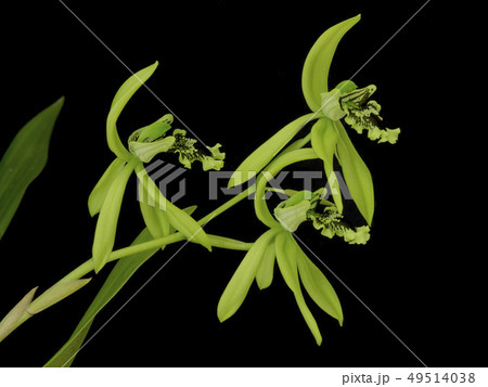 洋蘭原種Coelogyne pandurataの花 49514038