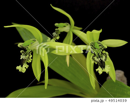 洋蘭原種Coelogyne pandurataの花の写真素材 [49514039] - PIXTA