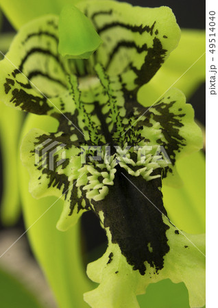 洋蘭原種Coelogyne pandurataの花 49514040