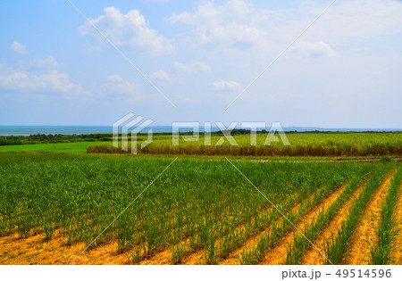 西表島　 49514596