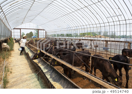 畜産業の女性 49514740