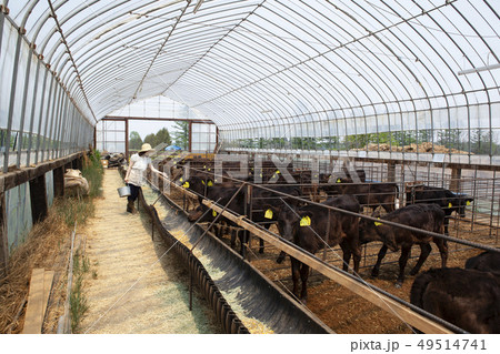畜産業の女性 畜産業の女性 49514741