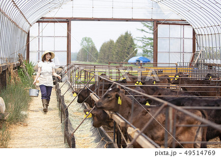 畜産業の女性 畜産業の女性 49514769