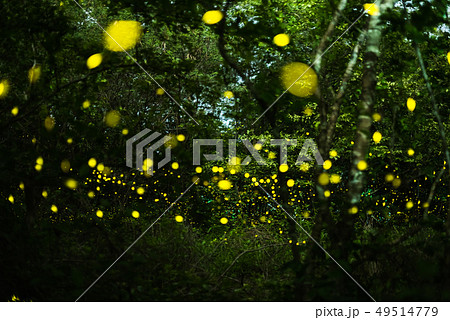 Firefly flying at night in the forest Firefly flying at night in the forest 49514779