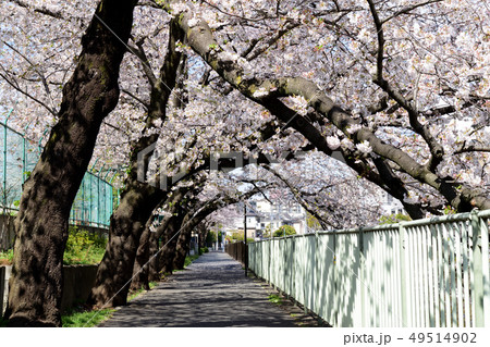 神田川沿いの遊歩道にある桜のトンネル 神田川沿いの遊歩道にある桜のトンネル 49514902
