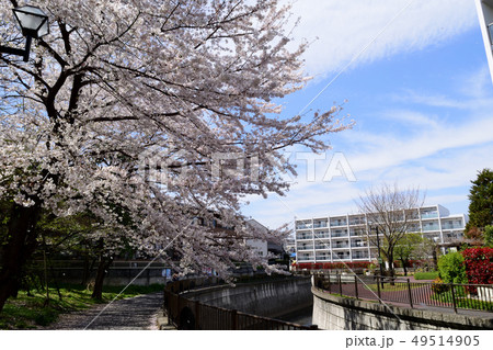 神田川沿いの桜とマンション 神田川沿いの桜とマンション 49514905