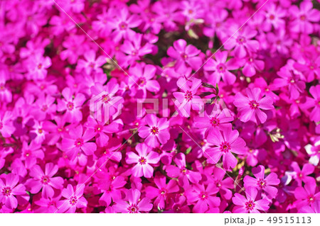 赤いシバザクラの花 49515113