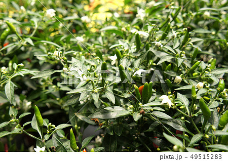 Red and green chili or capsicum frutescens plants. Red and green chili or capsicum frutescens plants. 49515283