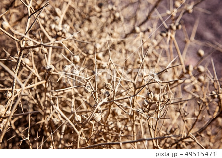 Dry dangerous thorn bush 49515471
