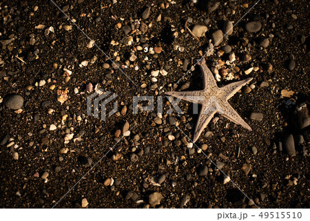 砂浜のヒトデ 砂浜のヒトデ 49515510