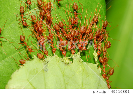group red ant pull leaf group red ant pull leaf 49516301