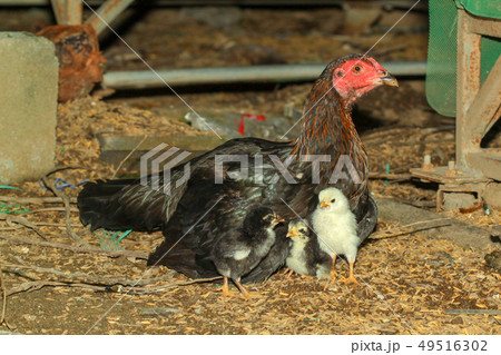 Hen fighting cock raising baby chick Hen fighting cock raising baby chick 49516302