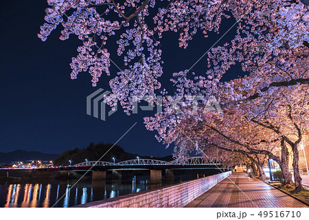 愛知県犬山市】木曽川河川敷の桜並木のライトアップの写真素材