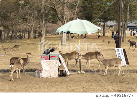奈良県 奈良公園の鹿と鹿せんべい売り場の写真素材