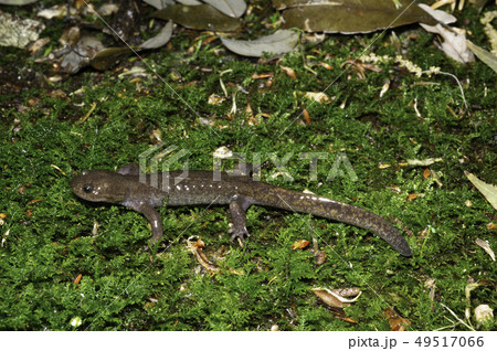 トウホクサンショウウオ 雄 トウホクサンショウウオ 雄 49517066