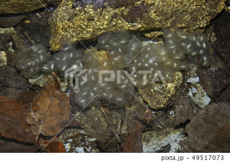 トウホクサンショウウオ　卵嚢 49517073