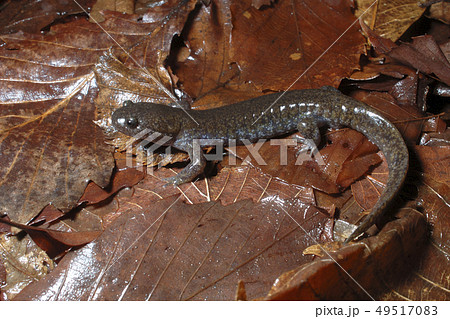 トウホクサンショウウオ 雄 トウホクサンショウウオ 雄 49517083