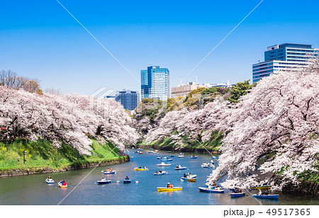 東京　桜満開の皇居・千鳥ヶ淵 49517365