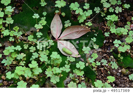 ヤマトシジミの前蛹（蛹化の約１時間前） 49517369
