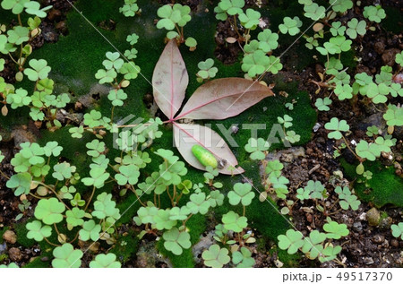 ヤマトシジミの蛹(蛹化直後) ヤマトシジミの蛹(蛹化直後) 49517370