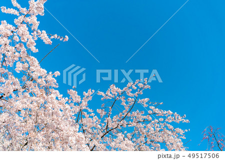 Cherry blossom (sakura),樓花,東京,tokyo,春天,spring Cherry blossom (sakura),樓花,東京,tokyo,春天,spring 49517506