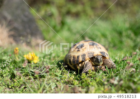 ロシアリクガメ ヨツユビリクガメ ロシアリクガメ ヨツユビリクガメ 49518213
