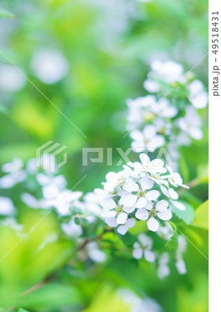 ユキヤナギ 49518431