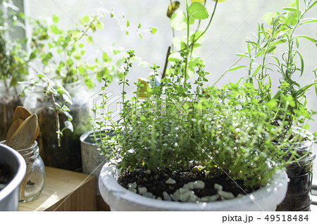 鉢植えのハーブの写真素材