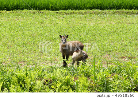 カモシカ 親子 夏の里山 カモシカ 親子 夏の里山 49518560