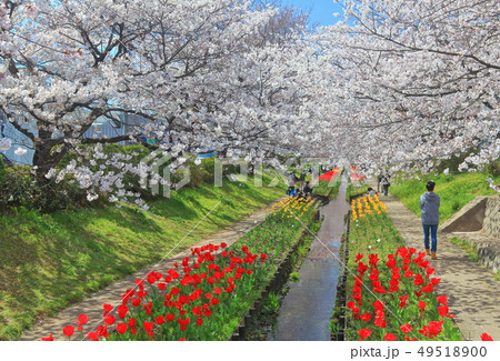 【神奈川県】江川せせらぎ緑道の桜とチューリップの競演 49518900