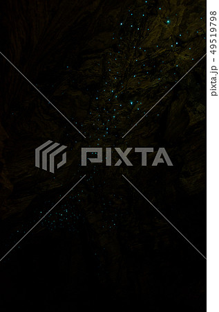 Bioluminiscent Glow Worms shining in Waipu Caves, Northland, North Island, New Zealand 49519798