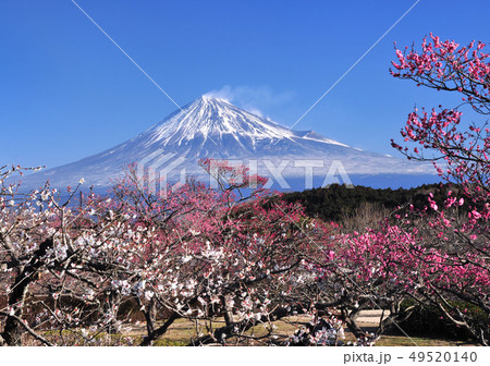 岩本山公園の梅園と富士山-2845 49520140