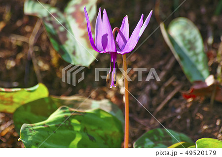 野山北公園のかたくりの花 野山北公園のかたくりの花 49520179