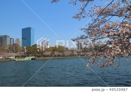 大阪の桜 大阪の桜 49520987