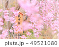 しだれ桜 49521080