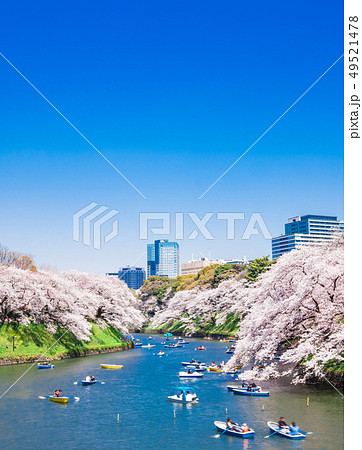 東京　桜満開の皇居・千鳥ヶ淵　縦位置 49521478