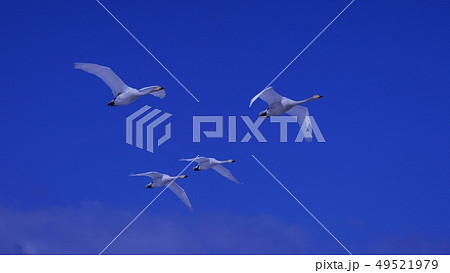 長沼町舞鶴遊水地の白鳥 長沼町舞鶴遊水地の白鳥 49521979