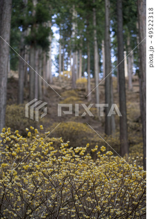 ミツマタ群生 神奈川県秦野市 ミツマタ群生 神奈川県秦野市 49522318