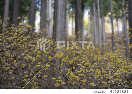 ミツマタ群生 神奈川県秦野市 ミツマタ群生 神奈川県秦野市 49522321