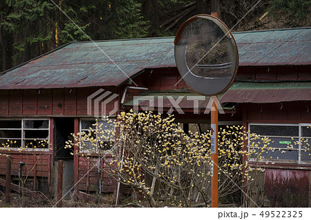 ミツマタ群生 神奈川県秦野市 ミツマタ群生 神奈川県秦野市 49522325