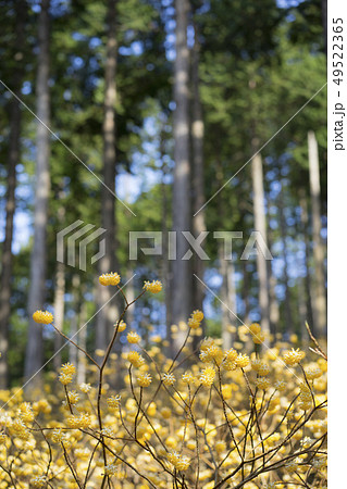ミツマタ群生 神奈川県秦野市 ミツマタ群生 神奈川県秦野市 49522365