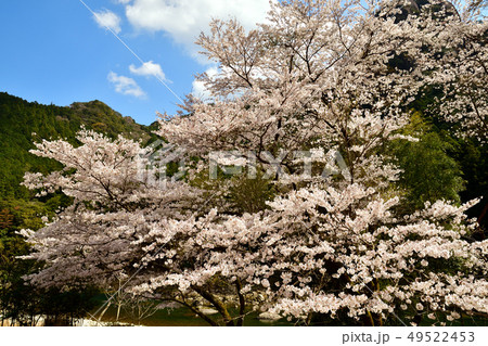 古座川の桜 古座川の桜 49522453