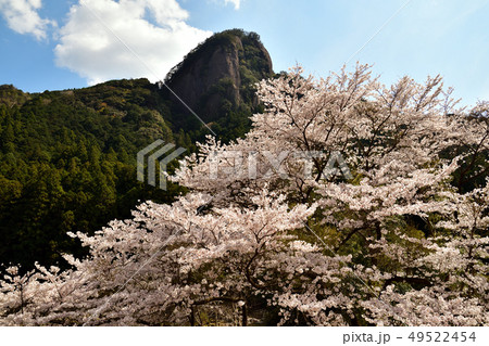 古座川の桜 49522454